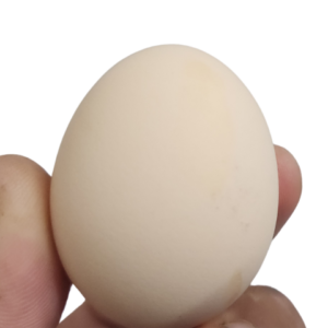 Desi egg rate lahore 2024