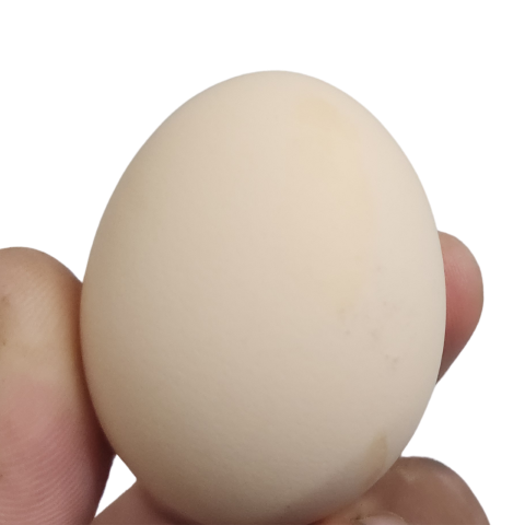 Desi egg rate lahore 2024