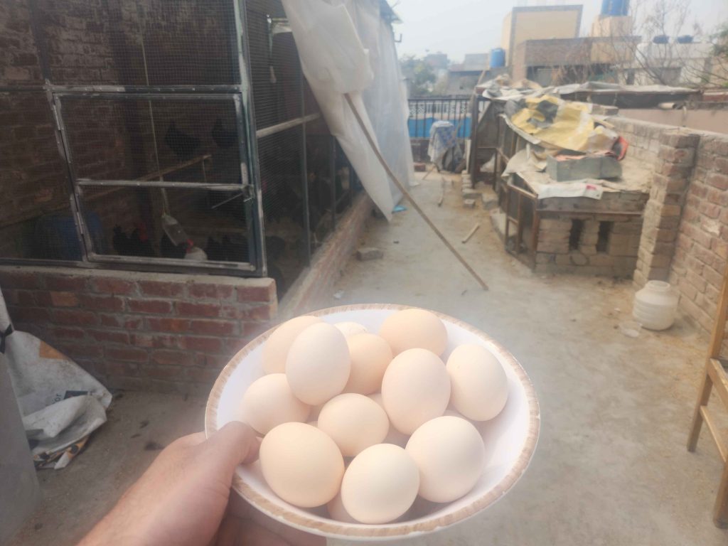 best organic eggs lahore