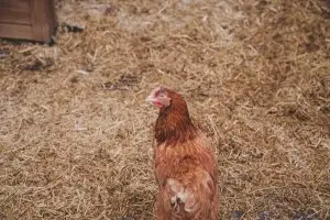 desi eggs in Lahore