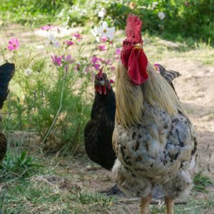 Desi rooster