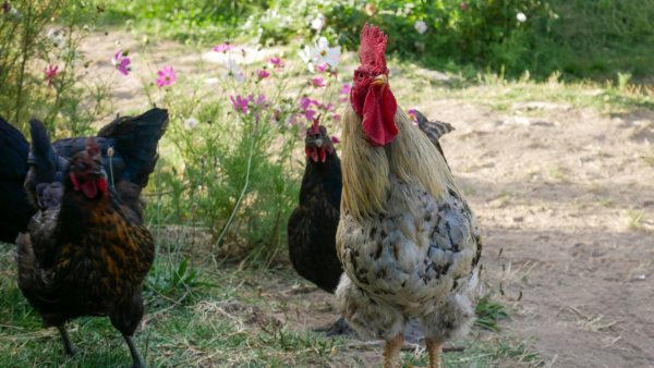 Desi rooster