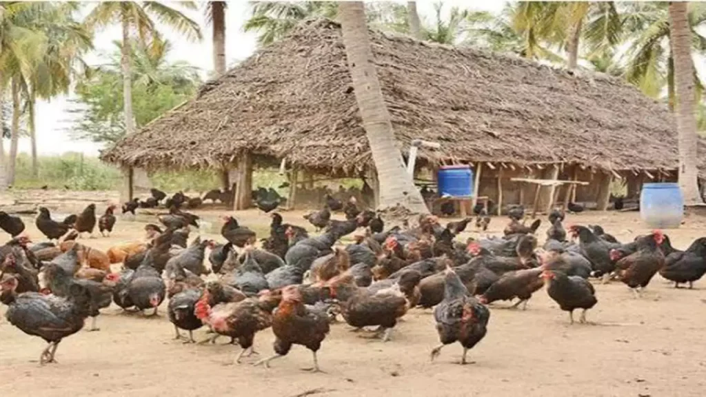 desi hens farming