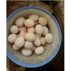 desi eggs in Lahore