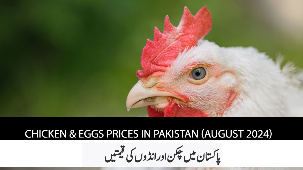 Chicken prices in Pakistan, Eggs prices in Pakistan, August 2024 poultry rates, Lahore