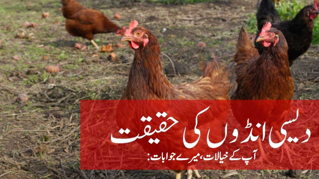 Desi eggs in lahore