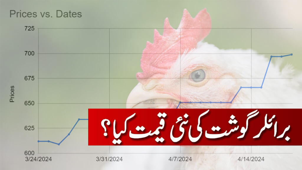 Broiler chicken price 2024