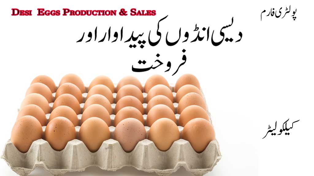 desi eggs in Lahore