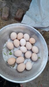 desi eggs in Lahore