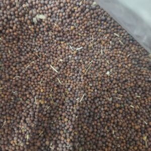 Sarso Mustard Seeds