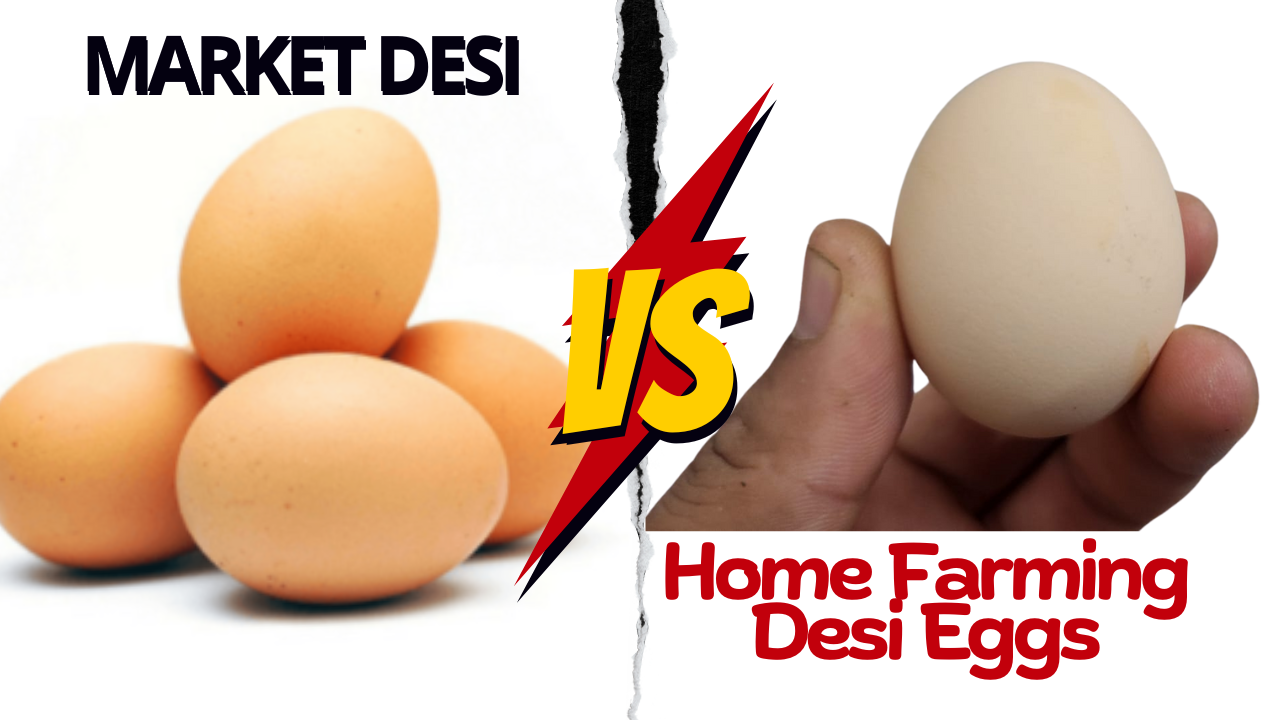 Desi Eggs, Market Eggs, Egg Comparison, Organic Eggs, Free-Range Eggs, Nutritional Eggs, Healthier Eggs, Egg Production Methods, Fresh Eggs