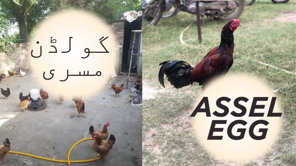 Golden Misri vs Asil (Aseel): Best Chicken Breeds for Egg and Meat Production