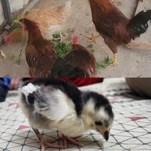 Chick to Hen