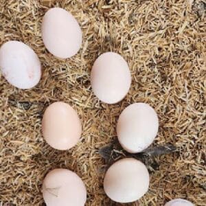 Desi Eggs - No. 1 Review Store by Customers in Lahore 9 Desiegg by desiegg.pk