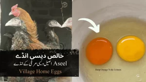 Aseel Deep Orange Yolk Desi Eggs