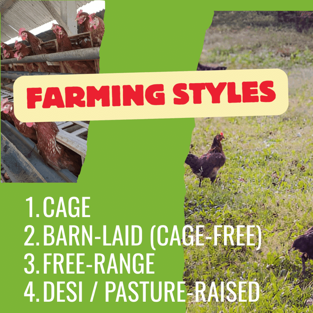 Egg Farming Styles in Pakistan – Cage, Free-Range, and Desi Eggs Explained