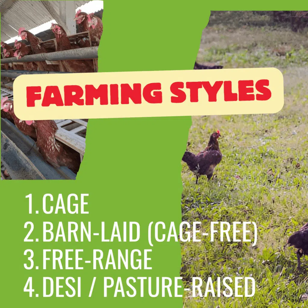 Egg Farming Styles in Pakistan – Cage, Free-Range, and Desi Eggs Explained