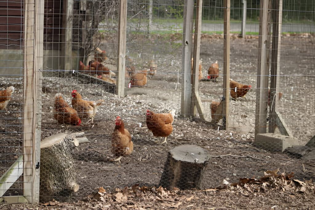 Free range farming