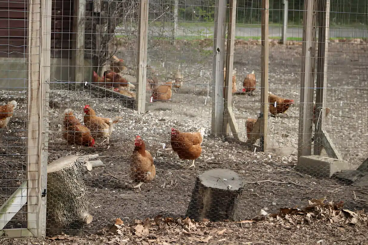 Farming Styles & Egg Quality: What Weβve Learned 4 Free-range hens foraging outdoors producing orange yolk eggs