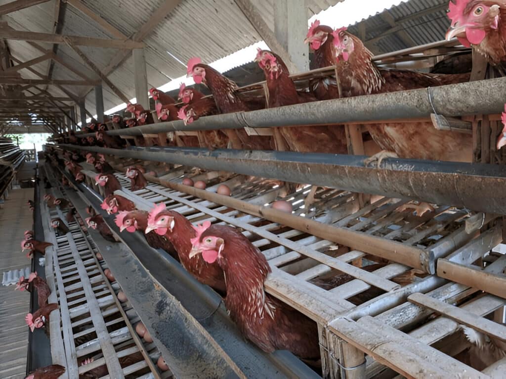 Egg farming stlye