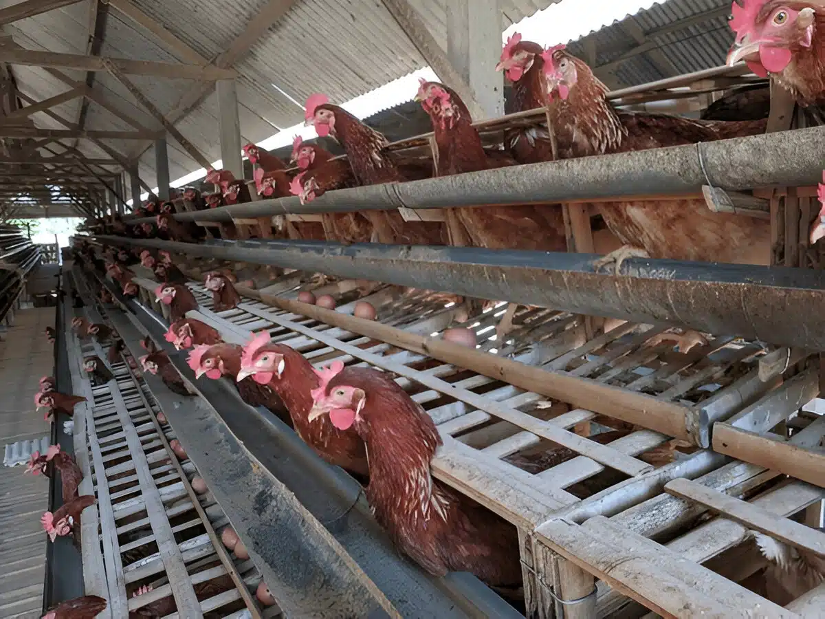 Farming Styles & Egg Quality: What Weβve Learned 2 Pale yellow yolk from cage eggs showing poor nutrition