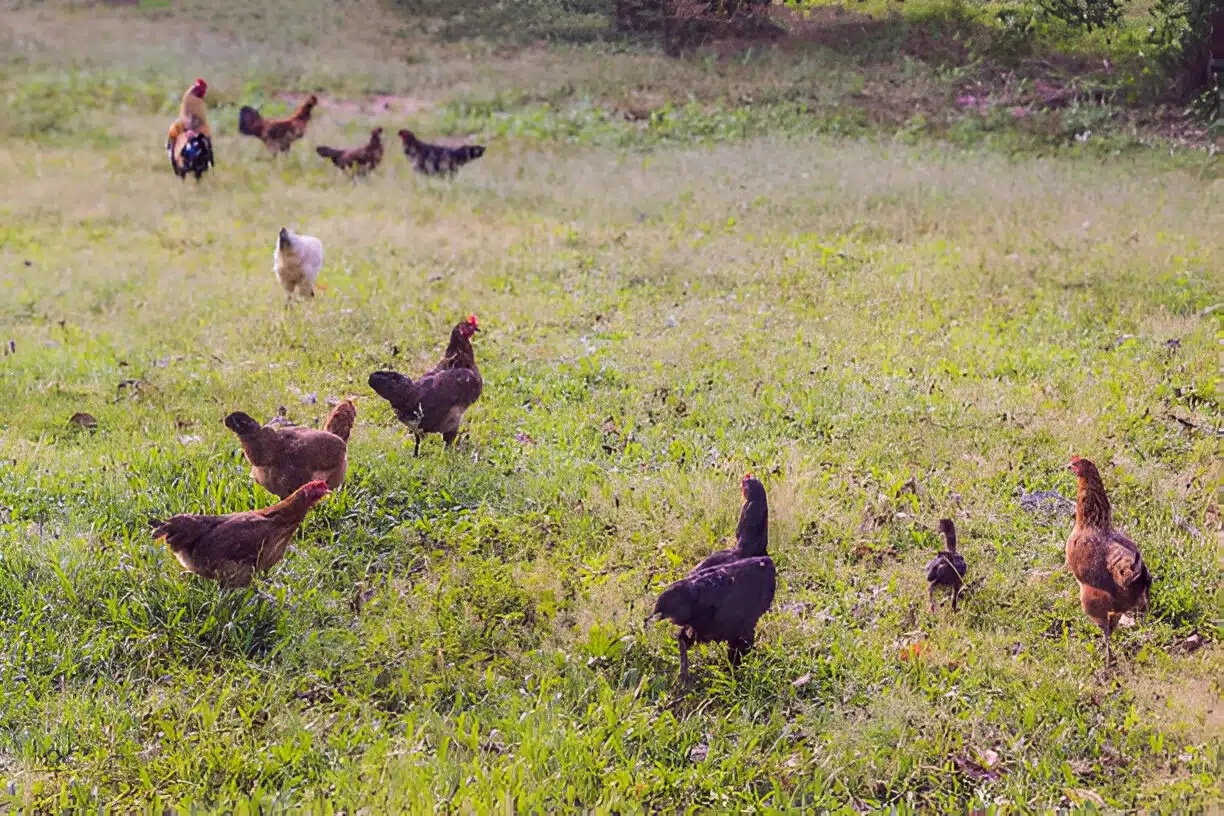 Farming Styles & Egg Quality: What Weβve Learned 5 Pure desi pasture-raised hens producing deep orange high-nutrition eggs