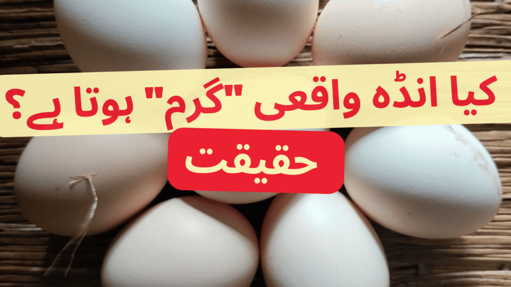 Can We Eat Eggs in Summer? 1 Can You Eat Eggs in Summer? Yes – And Here's Why