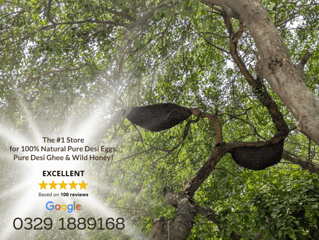 Wild beehives on tree in Hasilpur – source of pure orange blossom honey