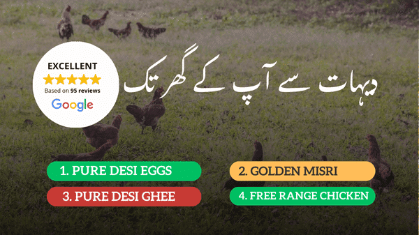 Desi Eggs - No. 1 Review Store by Customers in Lahore 1 Free range chickens and desi hens grazing in village farm for pure desi eggs and organic desi ghee – DesiEgg.pk
