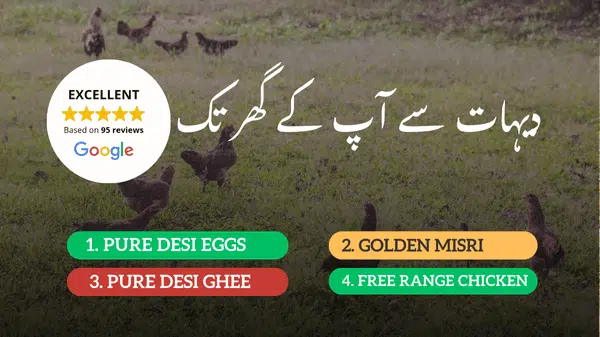 Free range chickens and desi hens grazing in village farm for pure desi eggs and organic desi ghee – DesiEgg.pk
