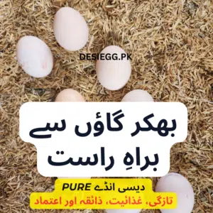 گاؤں سے براہِ راست بھکر – خالص دیسی انڈے