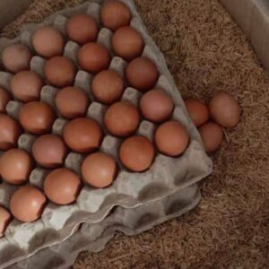 Organic Lohmann Brown eggs in natural farm tray packaging