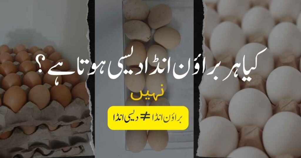 desi eggs in Lahore