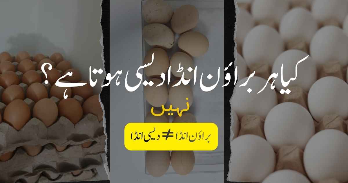 The Truth About Desi Eggs