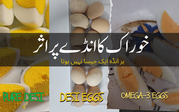 Desi Eggs - No. 1 Review Store by Customers in Lahore 12 Desi vs Omega-3 comparison