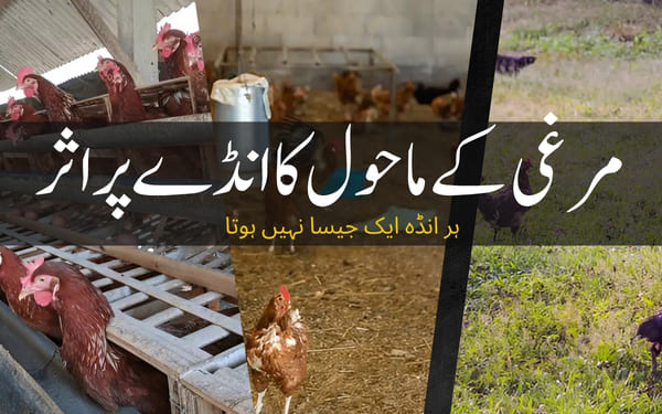 Farming Styles & Egg Quality: What Weβve Learned 1 desi eggs in Lahore