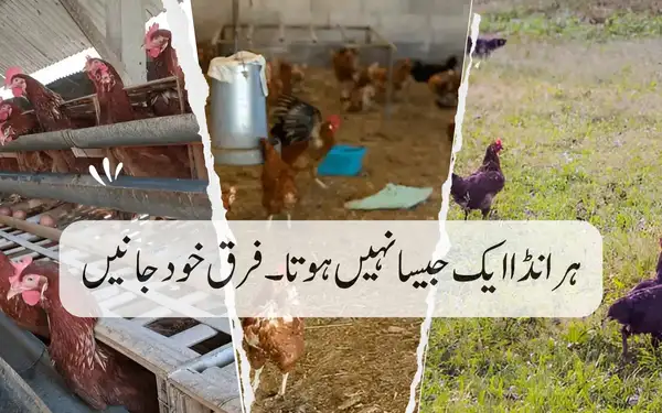 Desi Eggs - No. 1 Review Store by Customers in Lahore 13 care, free range, pasture raised