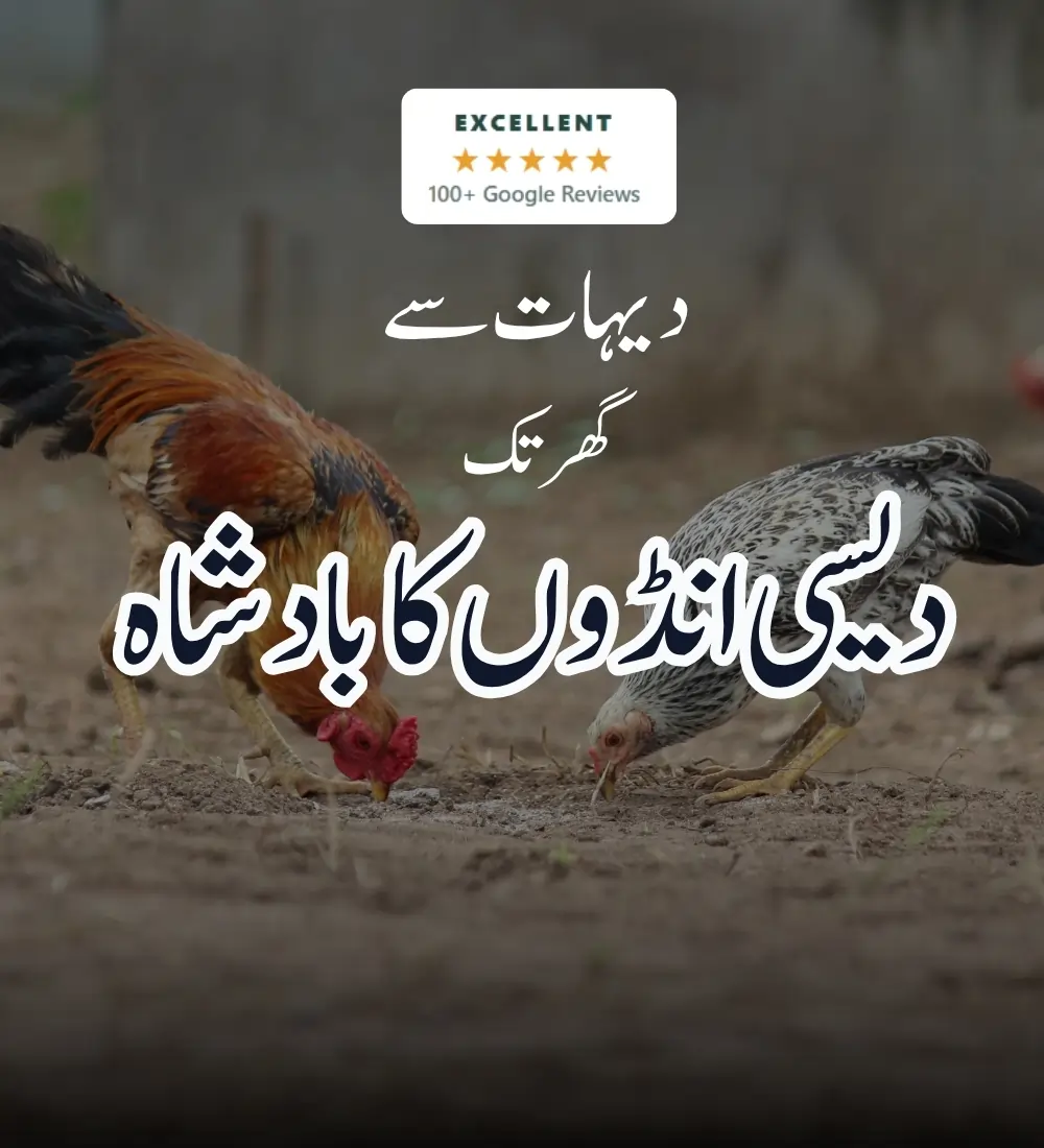 Desi Eggs - No. 1 Review Store by Customers in Lahore 2 DesiEgg.pk — fresh desi eggs delivered in Lahore