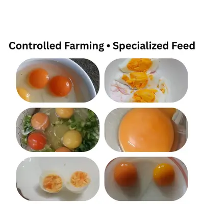 Omega-3 enriched eggs collage