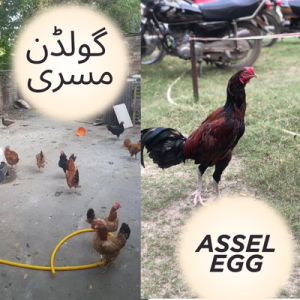 Golden Misri vs Asil (Aseel): Best Chicken Breeds for Egg and Meat Production