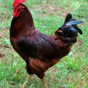 RIR rooster RIR rooster