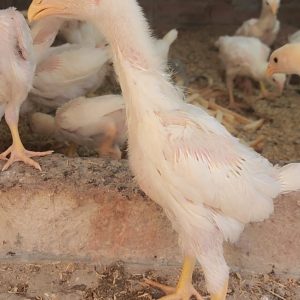 shamo chicks for sale