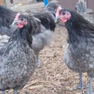 Blue Australorp Chickens