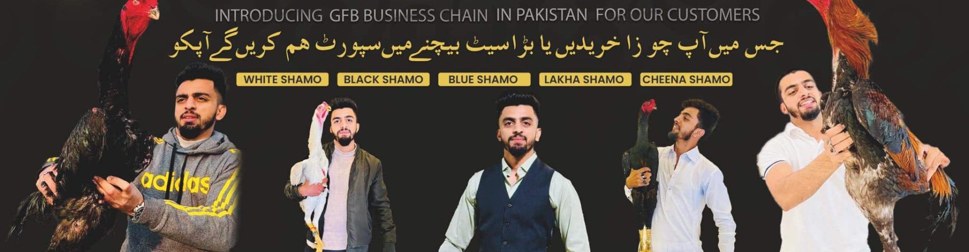 Shamo Danish Arif Ghausia Fancy Birds: The Trendsetter in Shamo