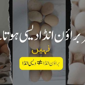 Desi egg vs brown egg vs white egg Desi egg vs brown egg vs white egg