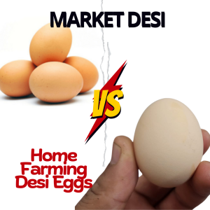 Desi Eggs, Market Eggs, Egg Comparison, Organic Eggs, Free-Range Eggs, Nutritional Eggs, Healthier Eggs, Egg Production Methods, Fresh Eggs