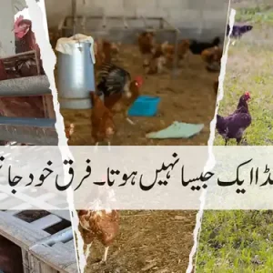 desi egg vs village egg vs free range egg