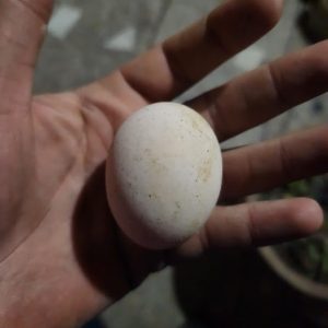 egg