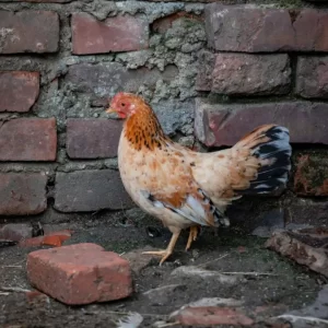 Desi hen Lahore